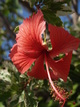 la fleur d'hibiscus