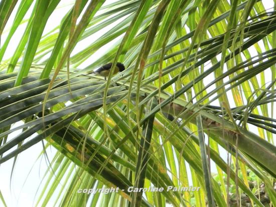 un oiseau sur une feuille de cocotier