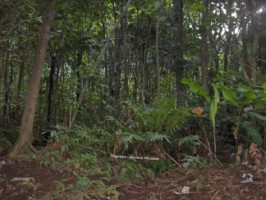 la forêt du Matouba