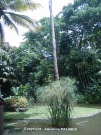 le Jardin botanique de Deshaies