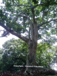 le Jardin botanique de Deshaies