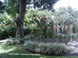 le Jardin botanique de Deshaies