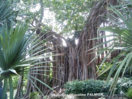 le Jardin botanique de Deshaies