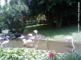 le Jardin botanique de Deshaies