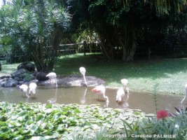 le Jardin botanique de Deshaies