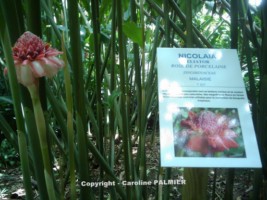 le Jardin botanique de Deshaies