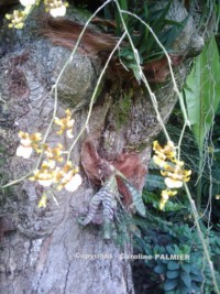 le Jardin botanique de Deshaies