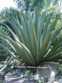 le Jardin botanique de Deshaies