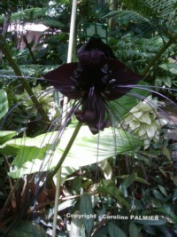 le Jardin botanique de Deshaies