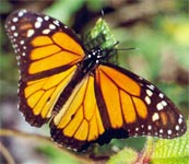le papillon
