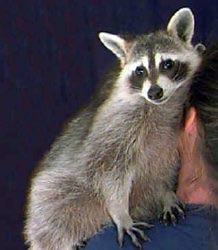 le Racoon