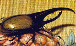 le scieur (scarabée)