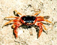 le Touloulou (crabe)