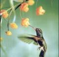colibri.jpg
